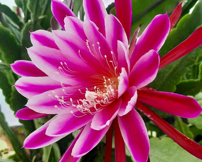 Epiphyllum (4 colours available)