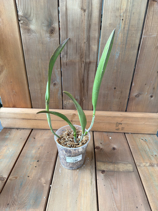 4.5" Brassocattleya Kay (Bc. Fuchs Star x L. purpurata var. atropurpurea)