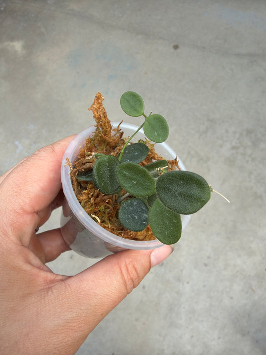 2" Hoya carnosa 'Serpens'