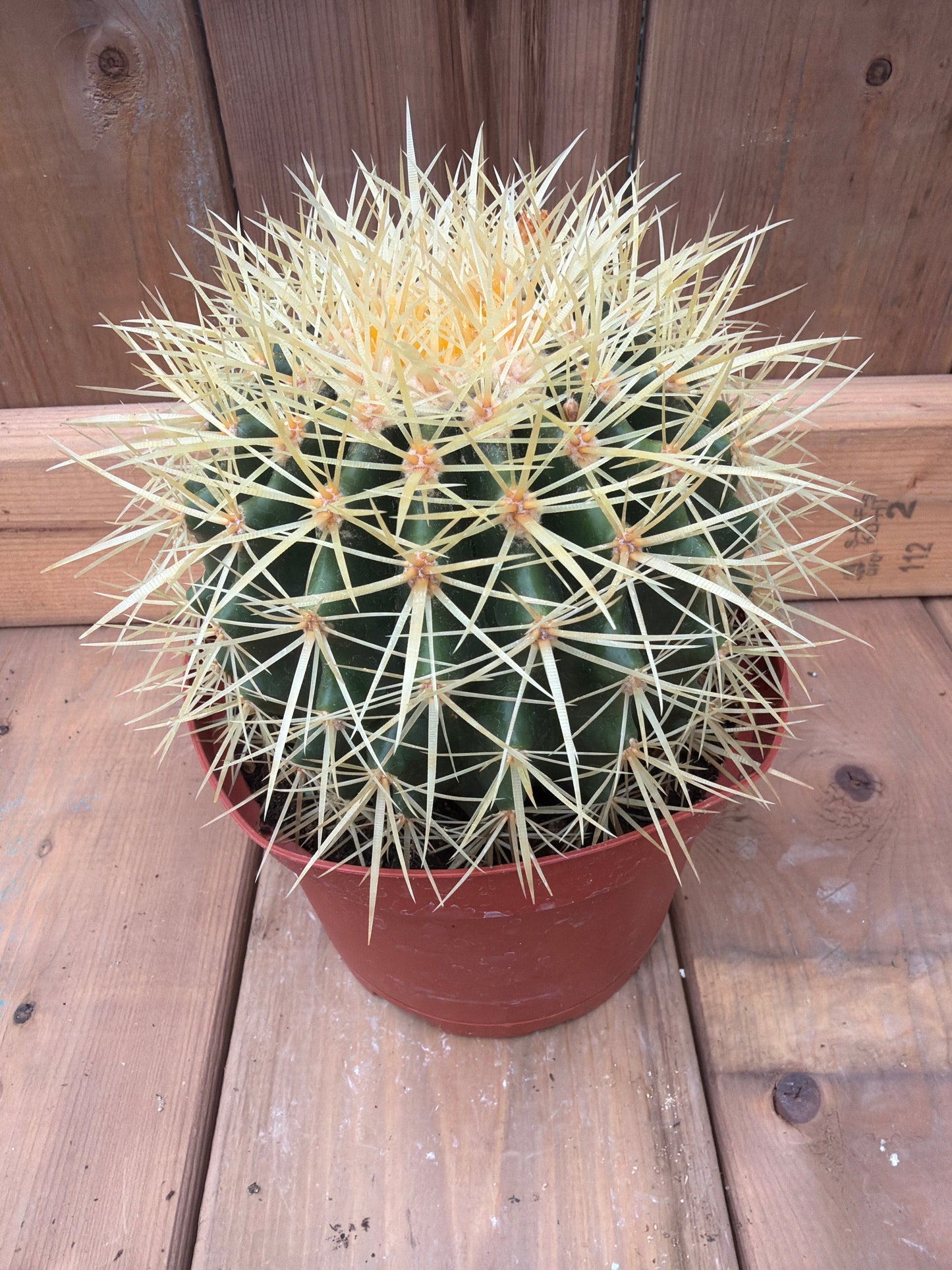 6" Golden Barrel Cactus