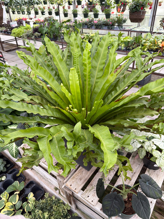 Bird Nest Fern (XL, LOCAL PICN UP ONLY)
