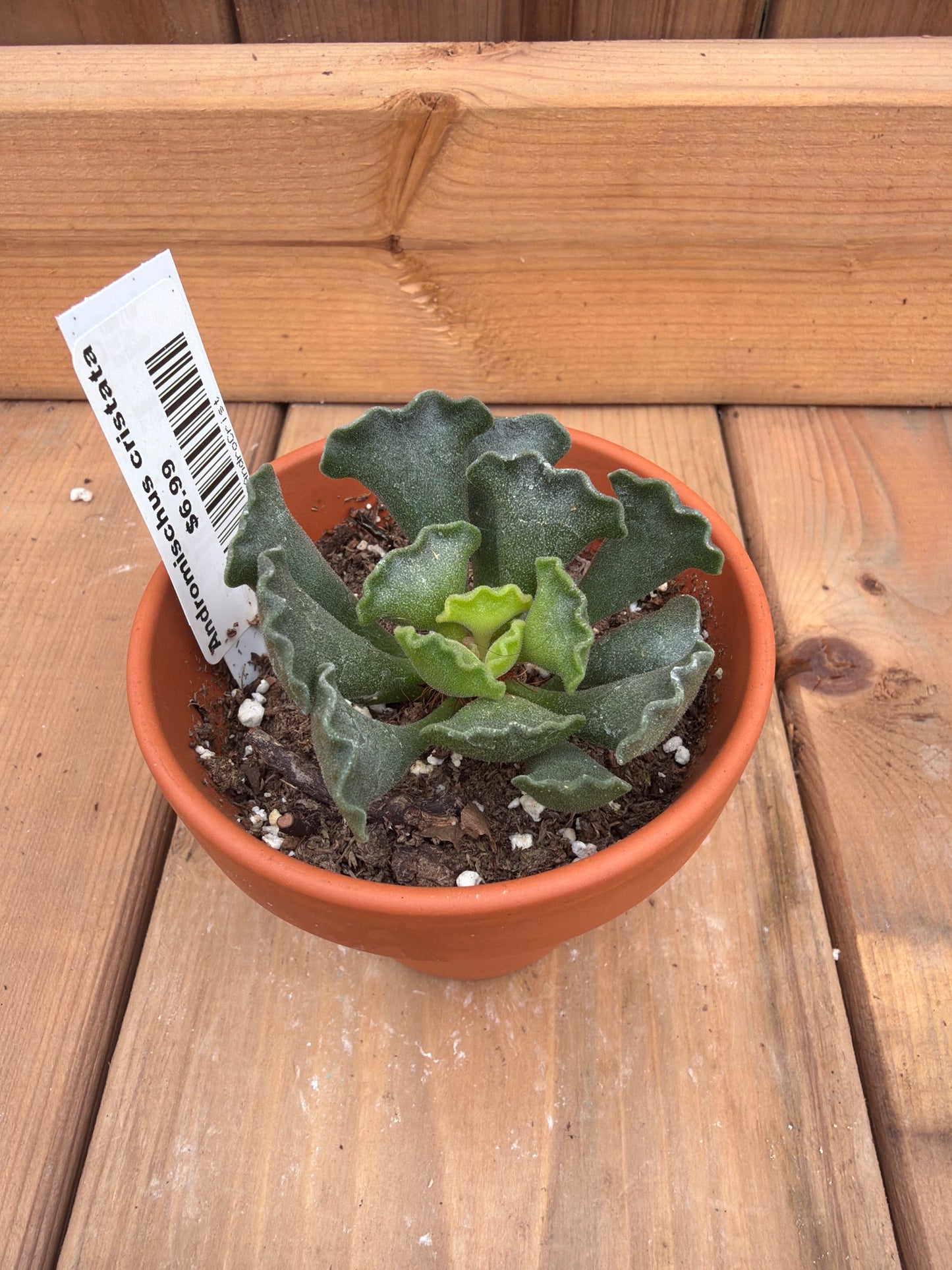 3" Adromischus cristata