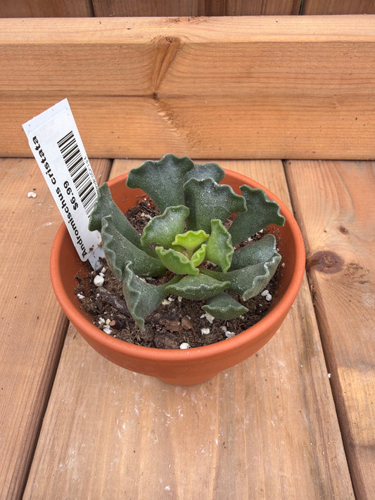 3" Adromischus cristata