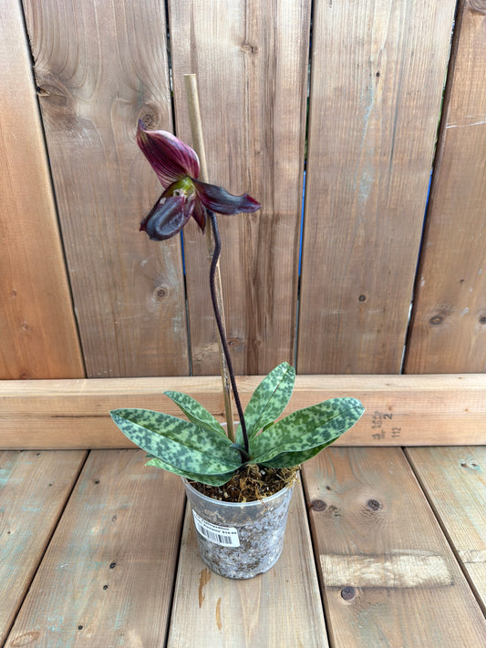 4.5" Paphiopedilum Hibrido 'Alemania'