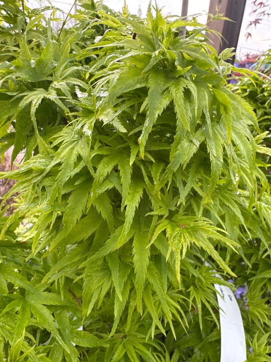 Japanese Maple ‘Lima Gold’