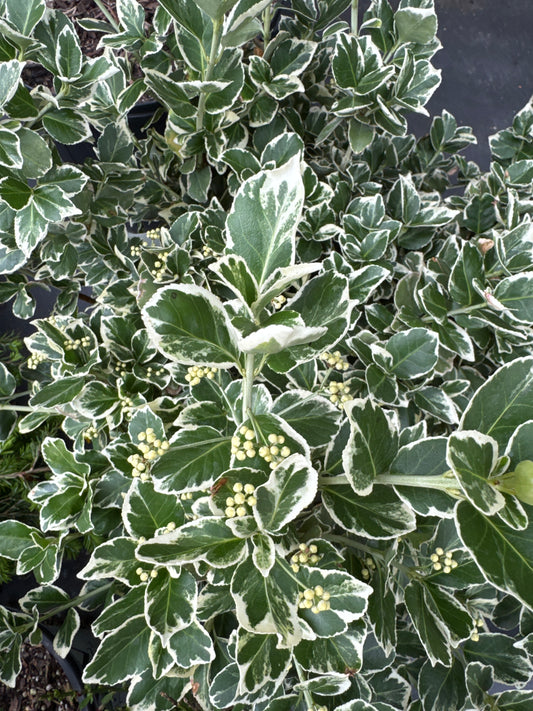 Euonymus 'Emerald Gaiety' 3gal