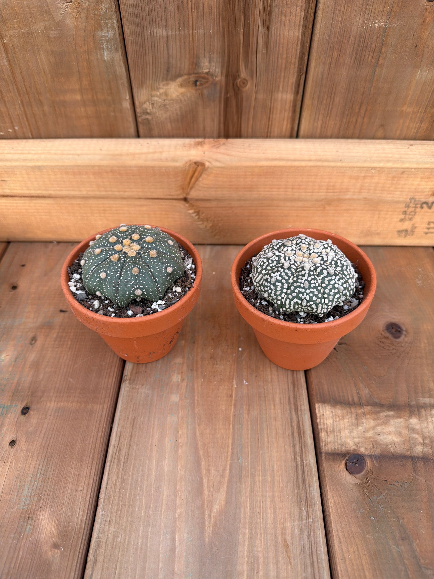 3" Astrophytum asterias sp.