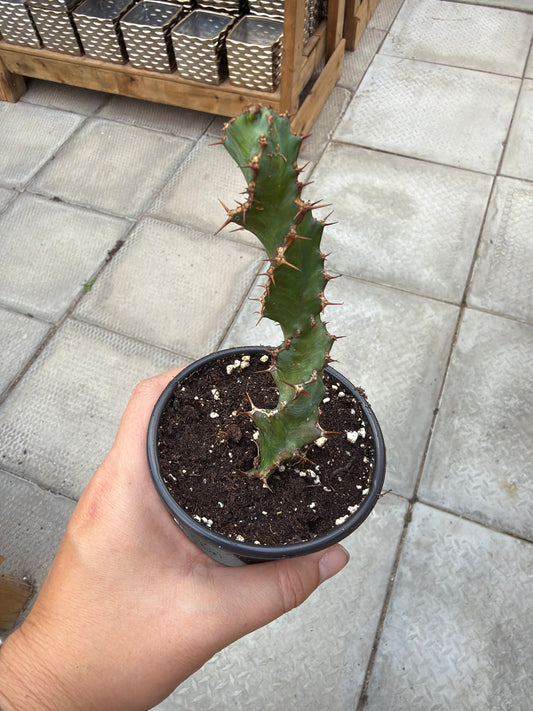 3.5" Euphorbia tortirama
