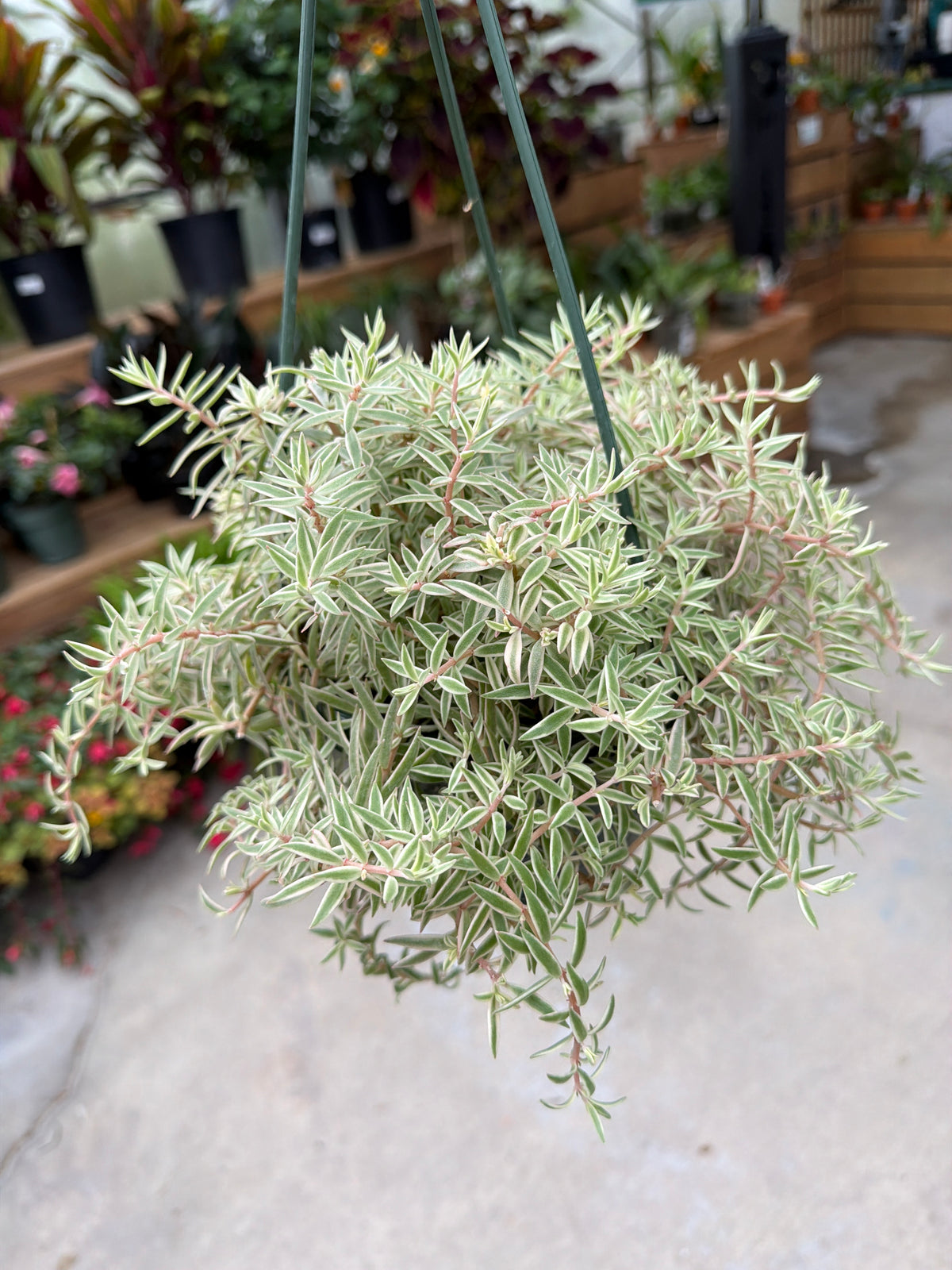 6" HB Sedum Sea Urchin