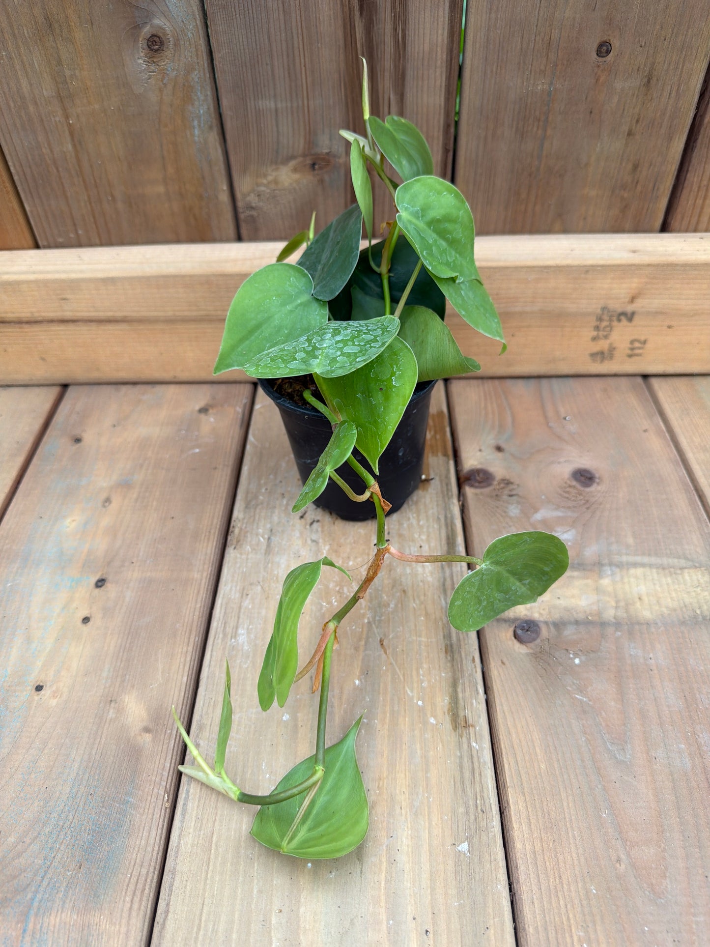 4" Philodendron cordatum
