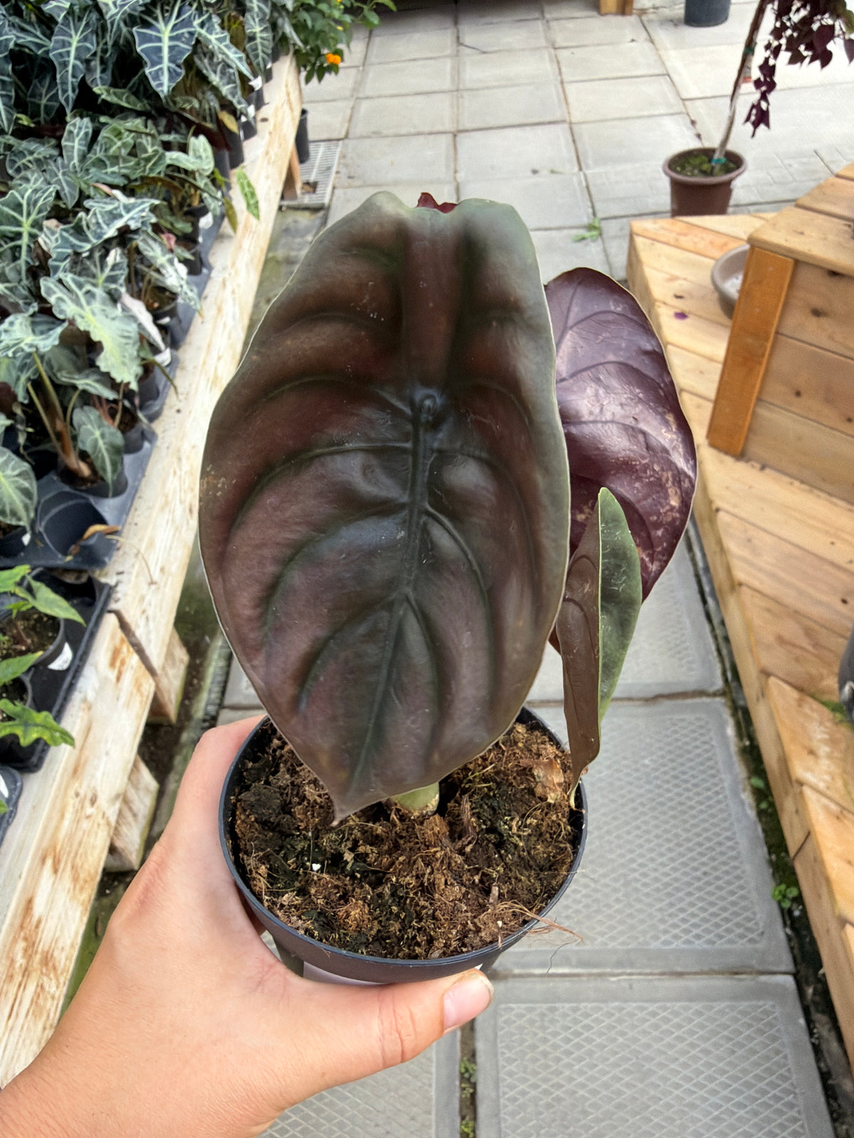 4" Alocasia Cuprea