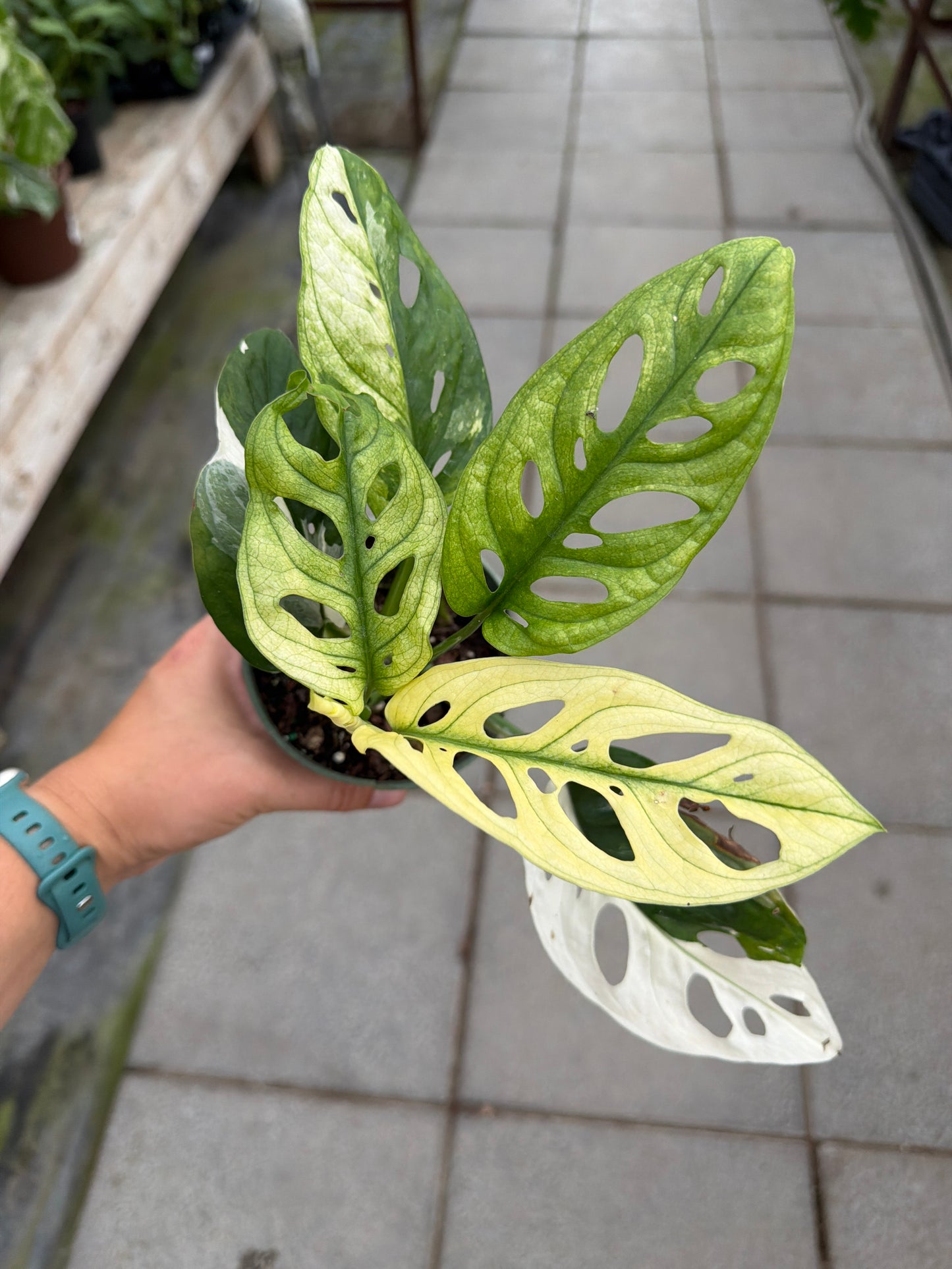4" Monstera Adansonii Variegata