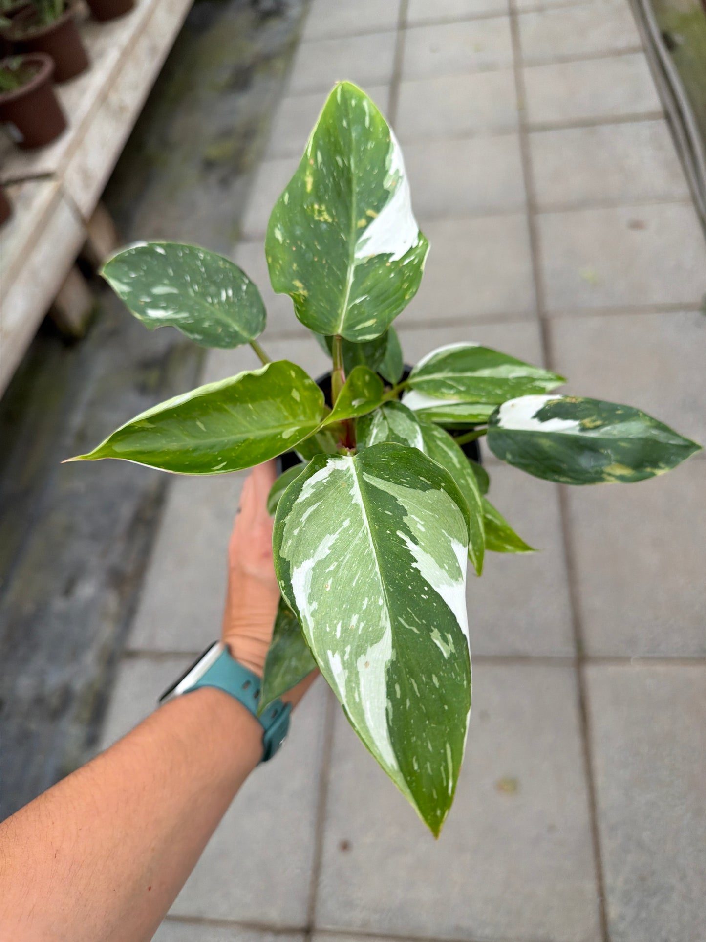 4" Philodendron White Princess
