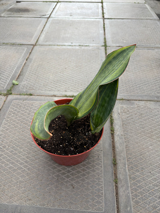 8” Sansevieria masoniana var.