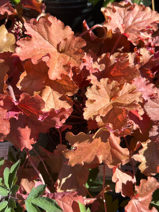 1gal Heuchera PEACHBERRY ICE (PW)