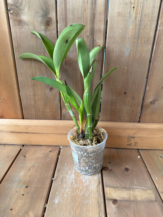 4.5" Laeliocattleya Pepe Portilla