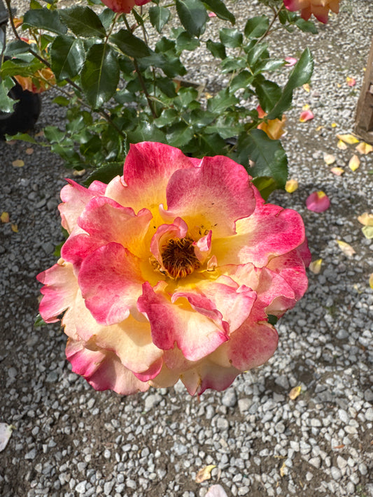Rose 'Sunorita' 1gal PW