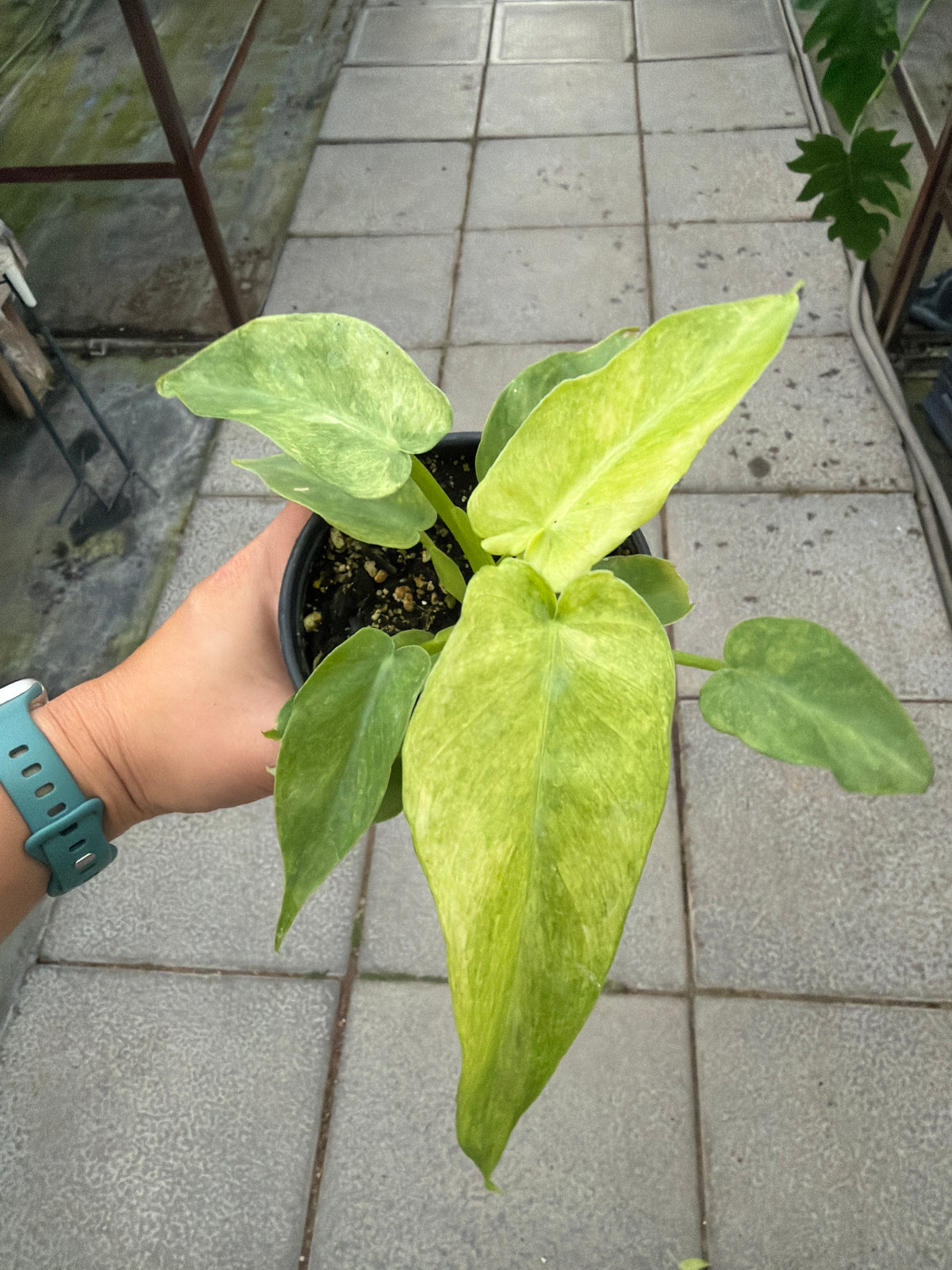 4" Philodendron Bob Cee Var.
