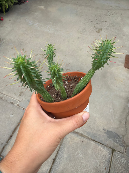 3" Euphorbia mammillaris