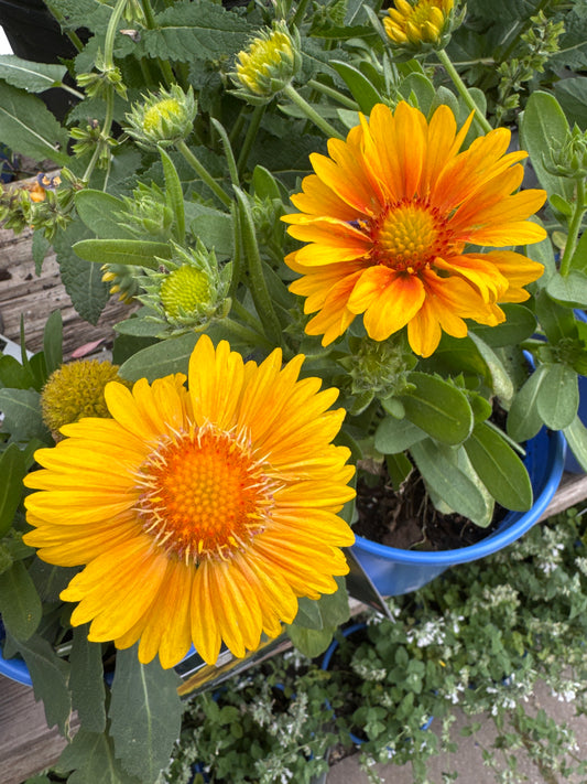 Gaillardia a. 'Arizona Apricot'