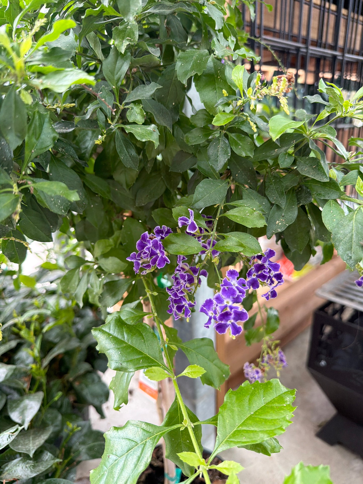 10" Duranta Sapphire Showers Std