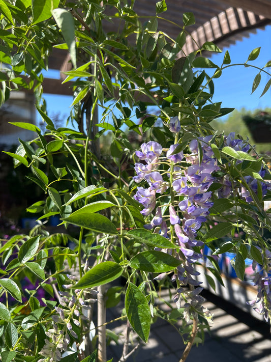 Wisteria Summer Cascade 10gal