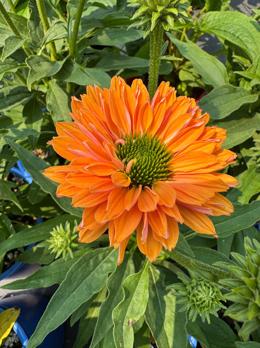 Echinacea 'Sunseekers Pumpkin Pie' 1gal