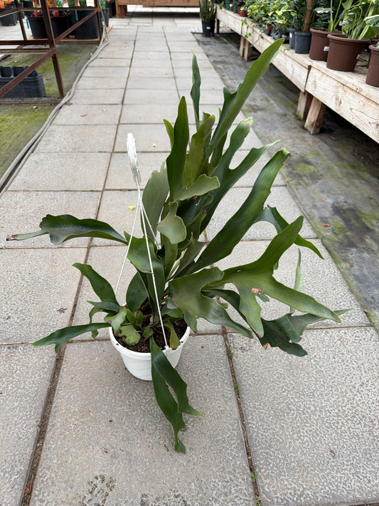 8" HB Staghorn Fern