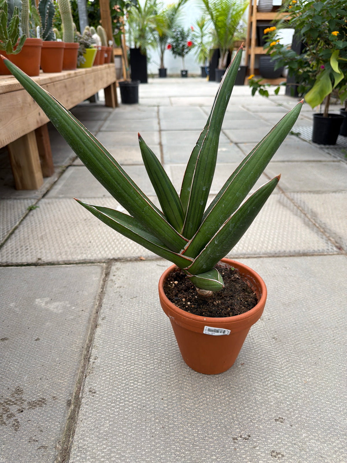 6" terracotta Sansevieria powelii