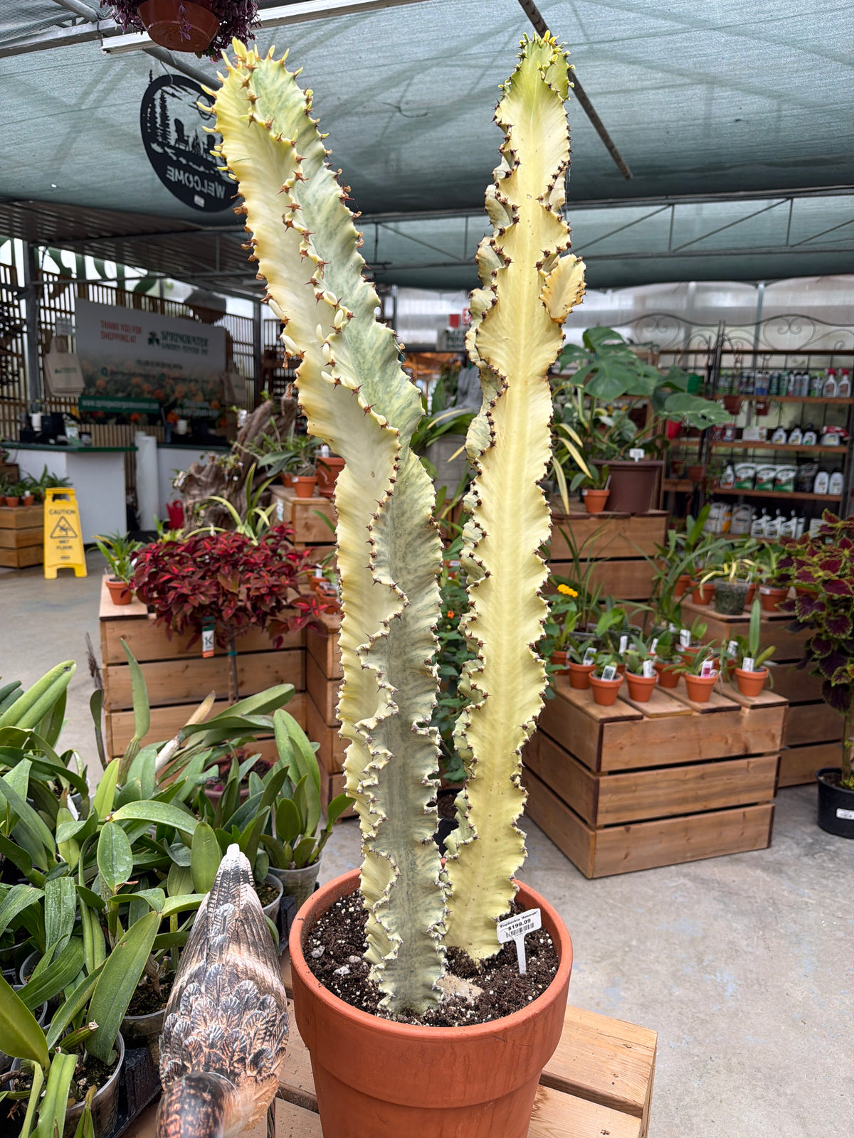 14” Euphorbia Ammak (LOCAL PICK UP ONLY)