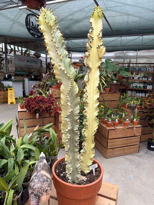 14” Euphorbia Ammak (LOCAL PICK UP ONLY)