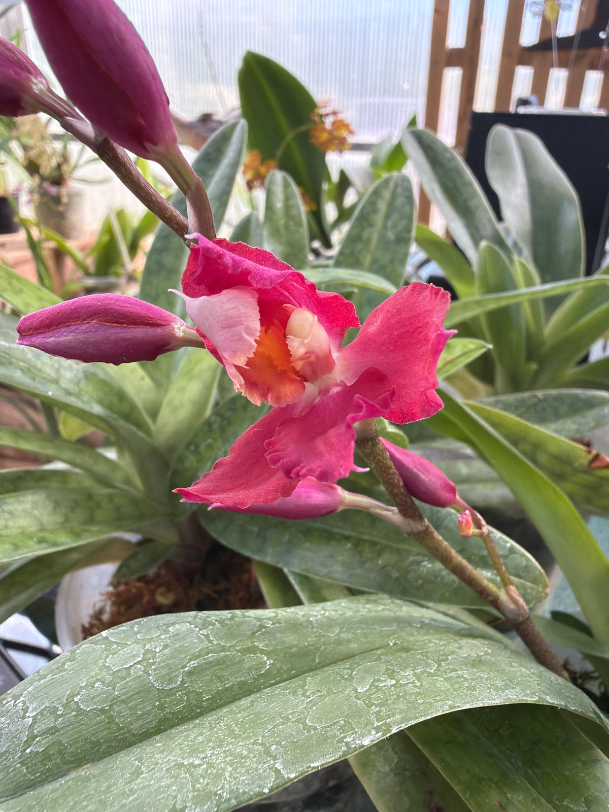 Oncidium Lovely Penguin