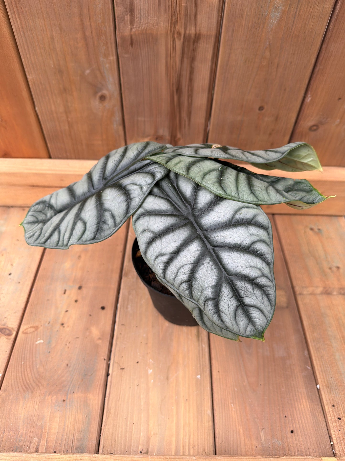 6" Alocasia Silver Dragon