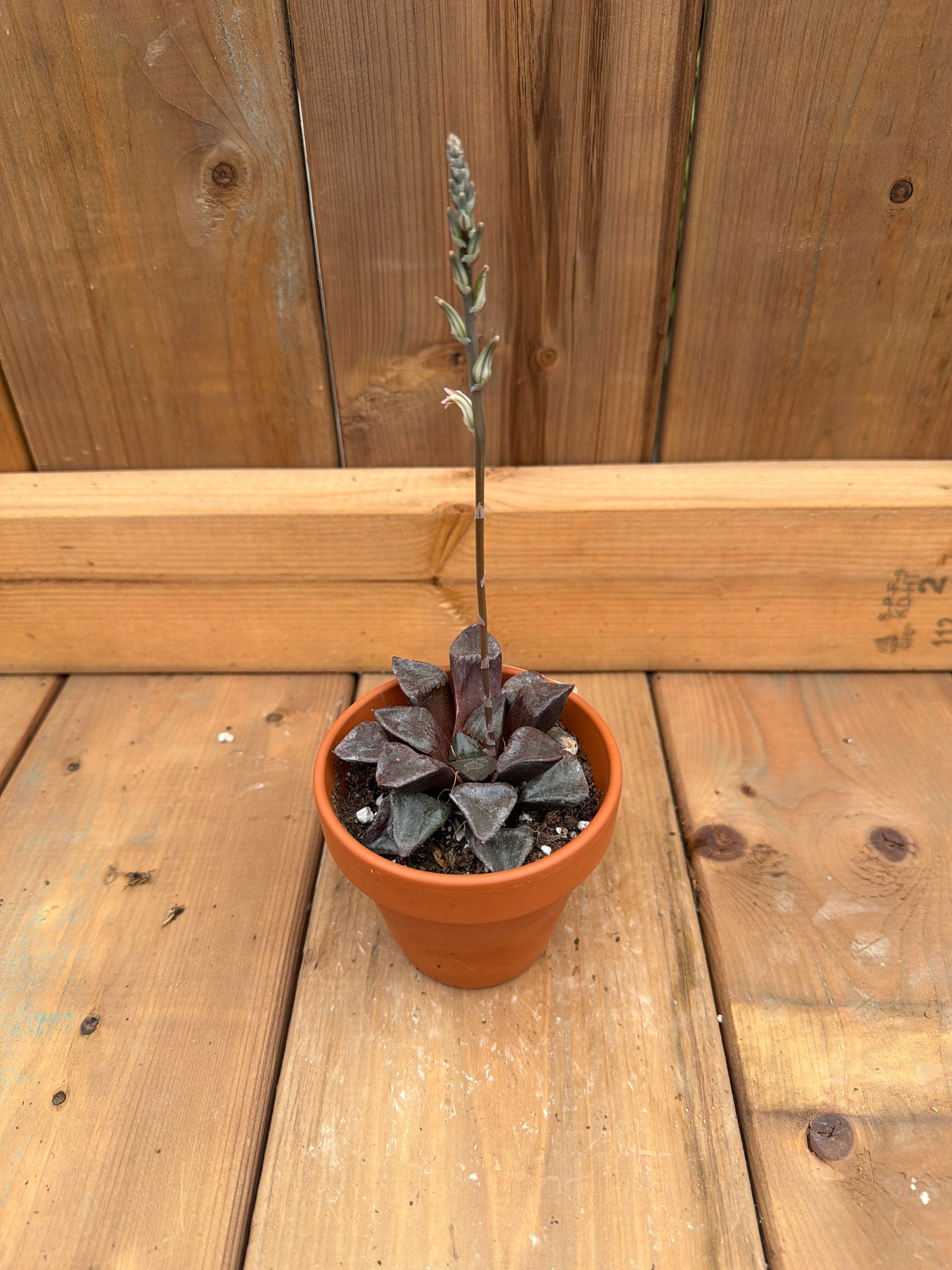3" Haworthia Inca Rose