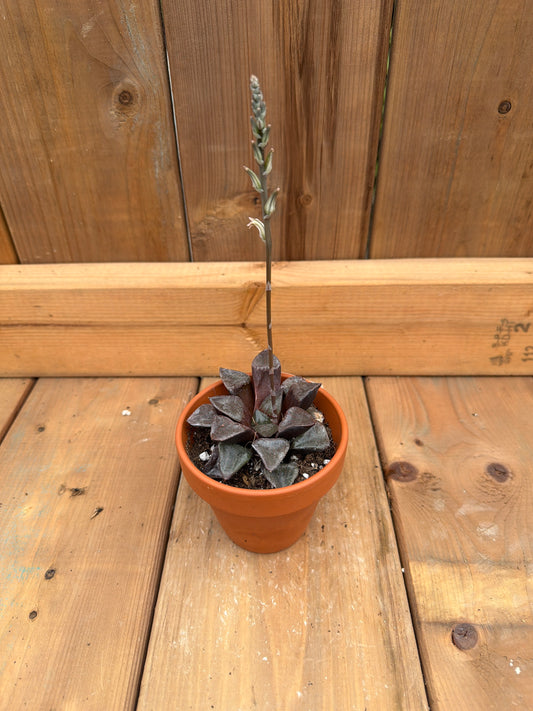 3" Haworthia Inca Rose