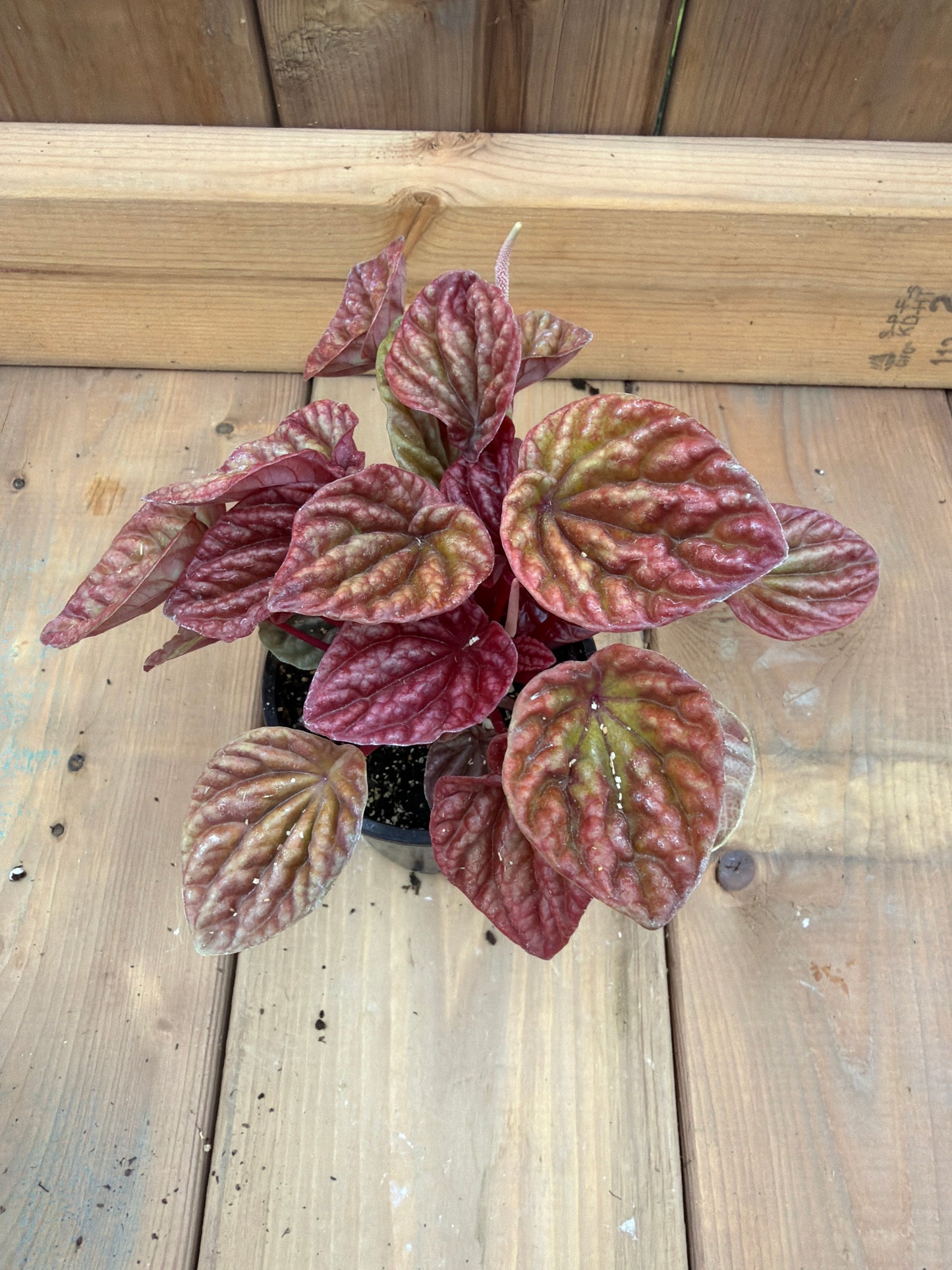 3.5" Peperomia Quito