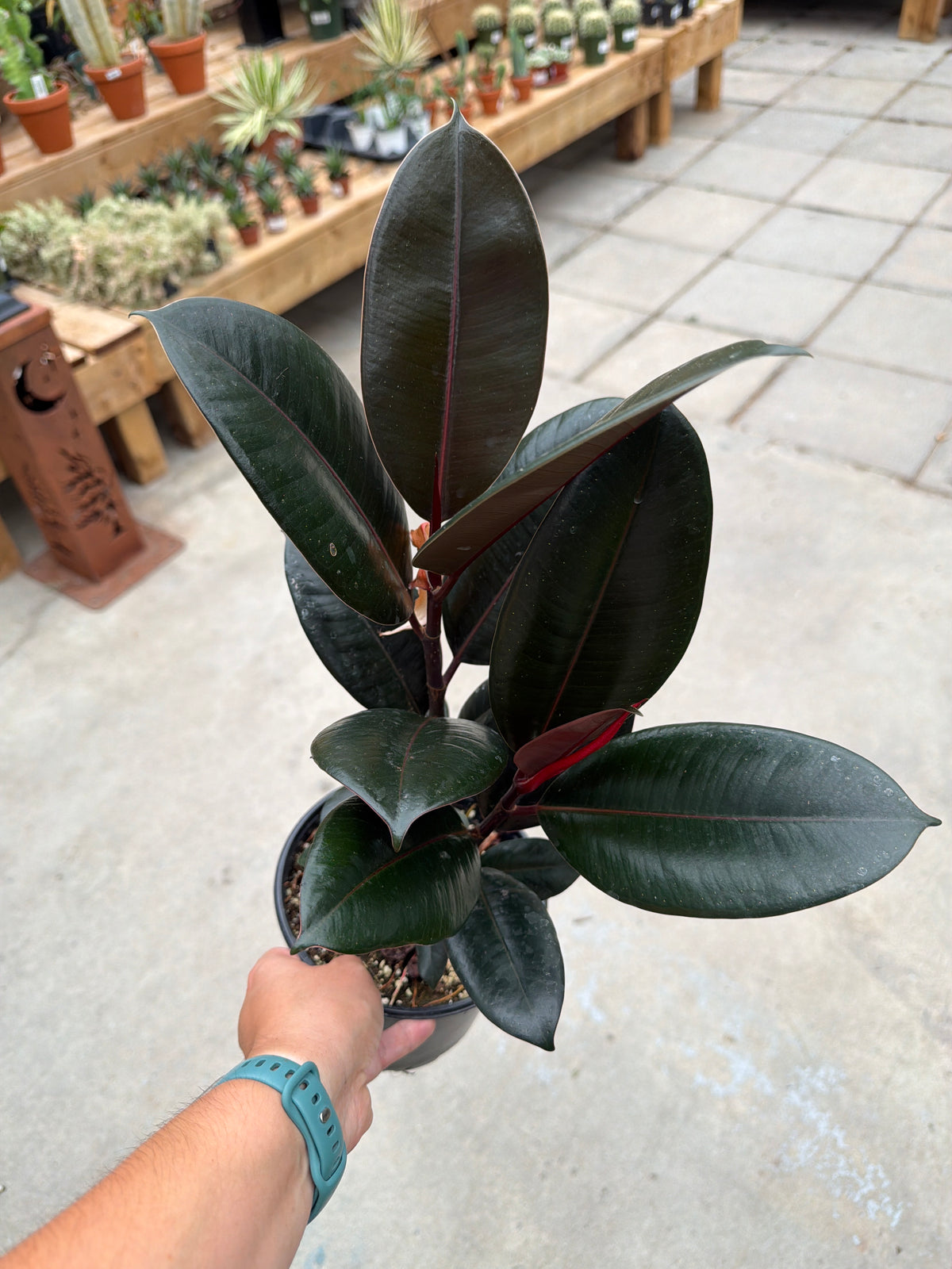6" Ficus 'Burgundy'
