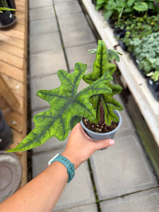 4" Alocasia Jacklyn