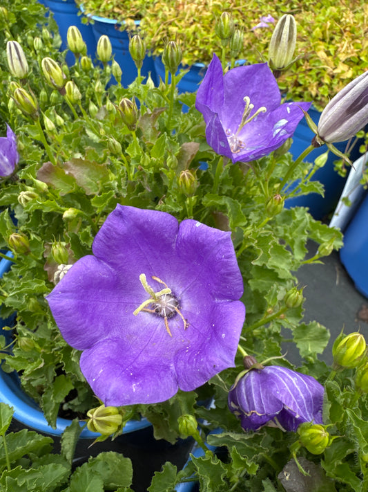 Carpathian Bellflower ‘Rapido Blue’