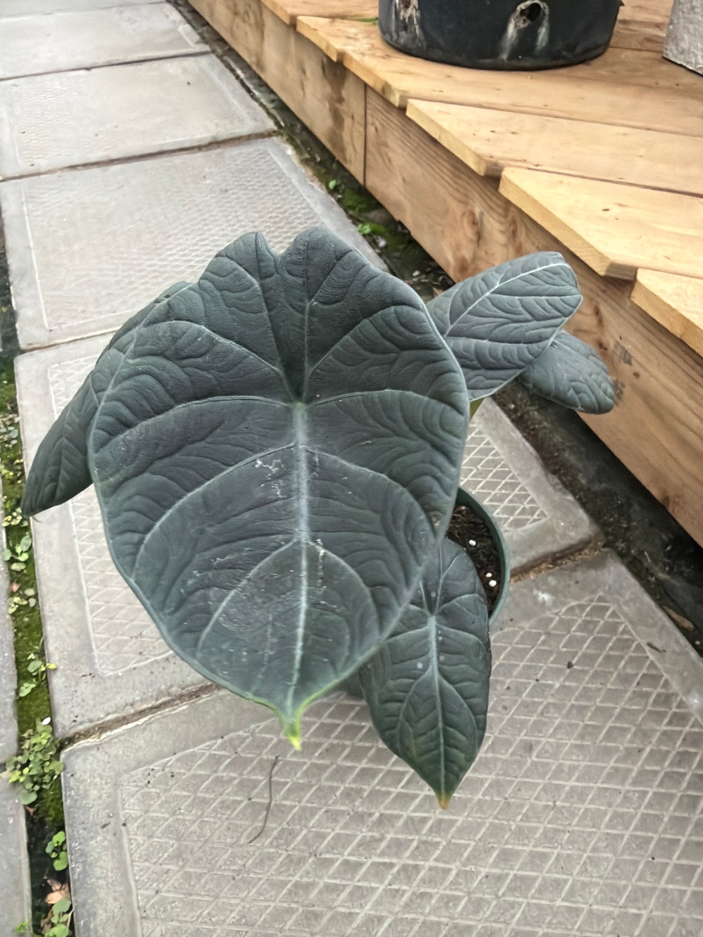 6" Alocasia Maharani
