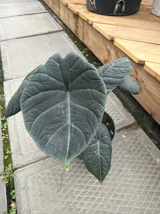 6" Alocasia Maharani