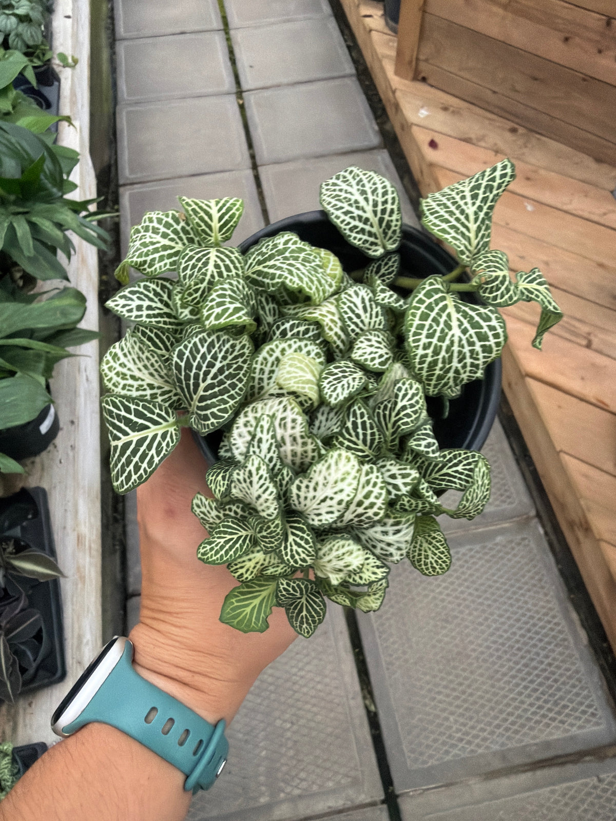 4" Fittonia White
