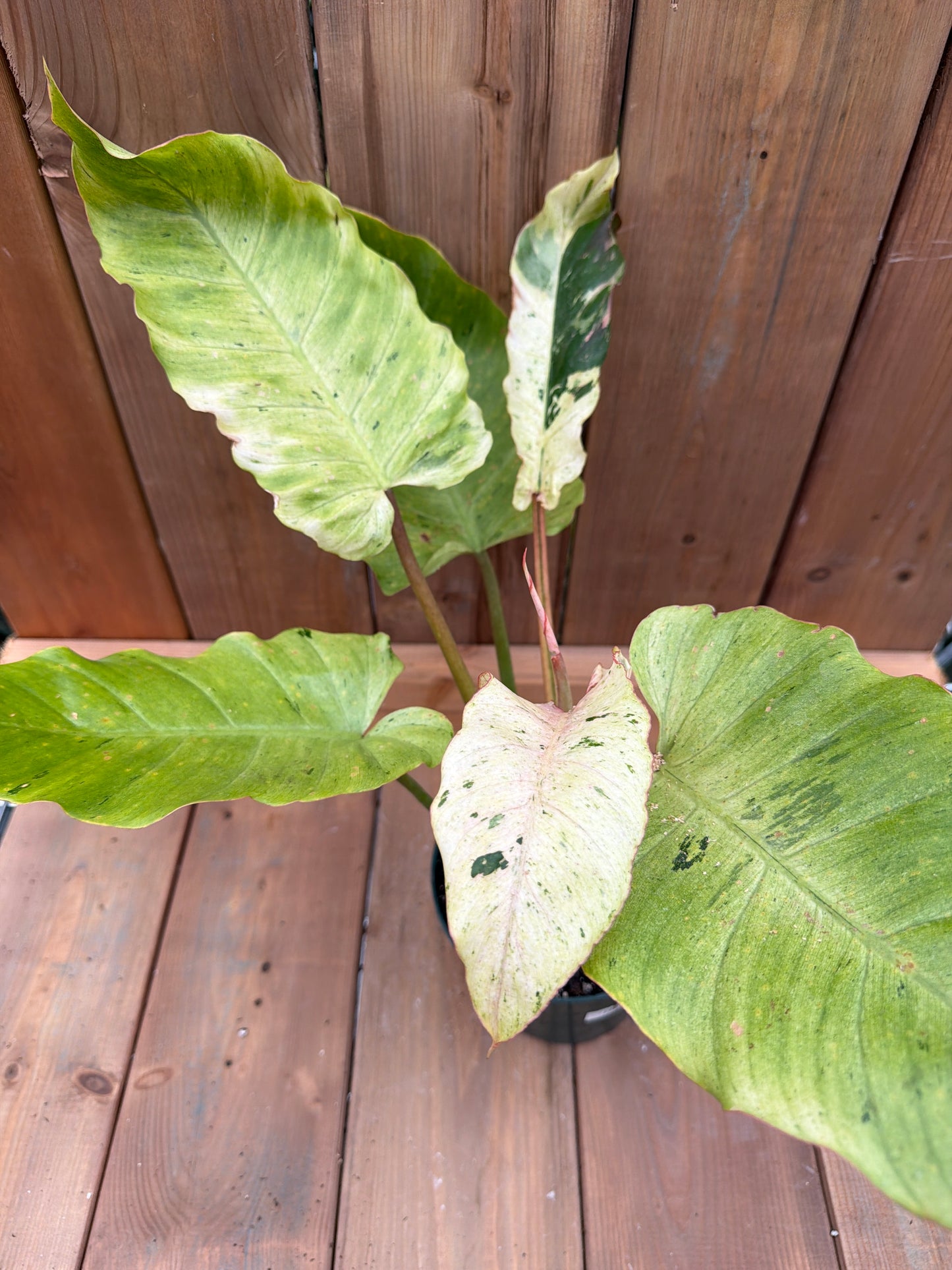 6" Philodendron Snowdrift