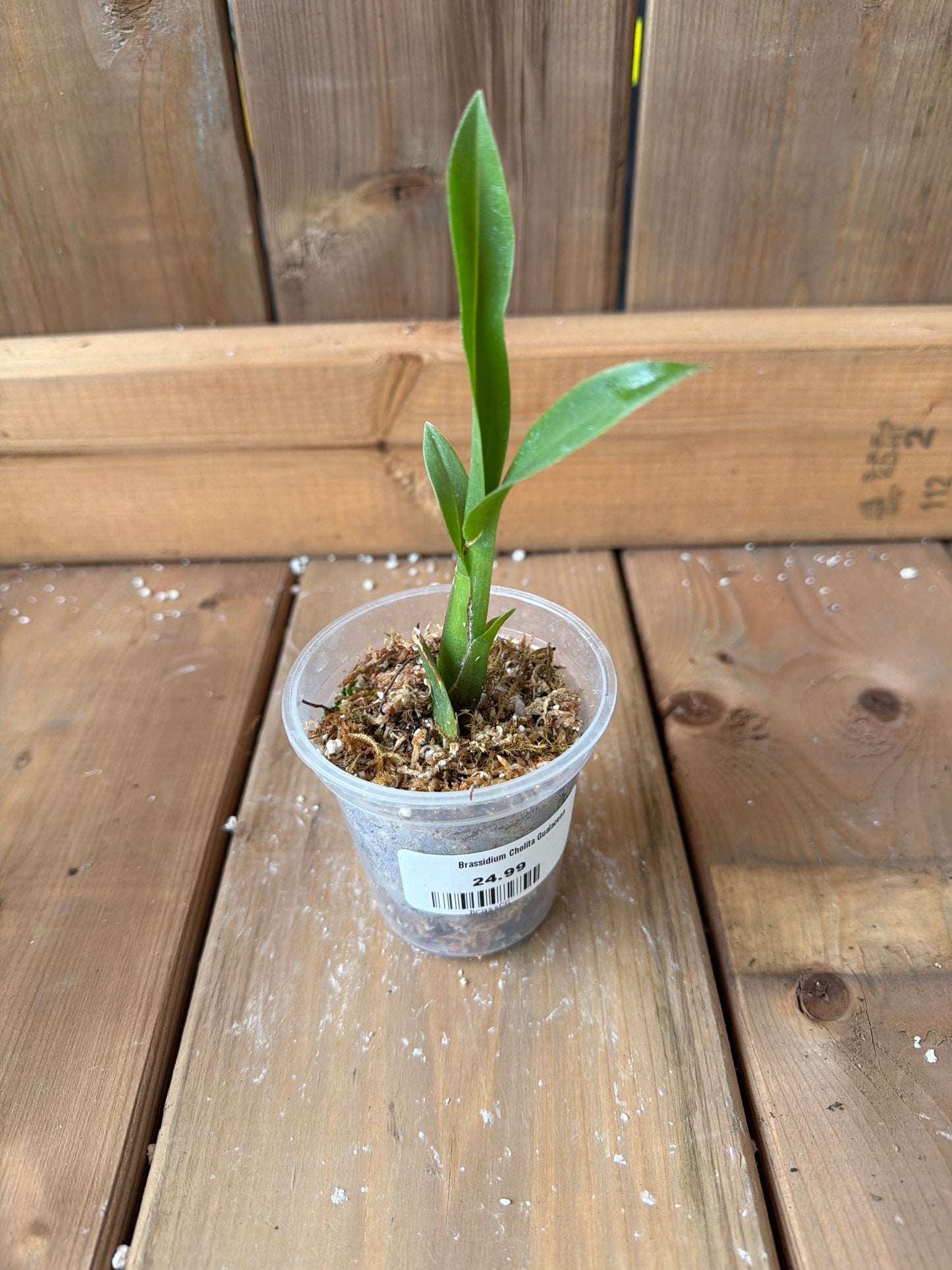 3" Brassidium Cholita Gualacena
