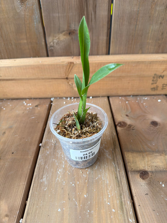 3" Brassidium Cholita Gualacena