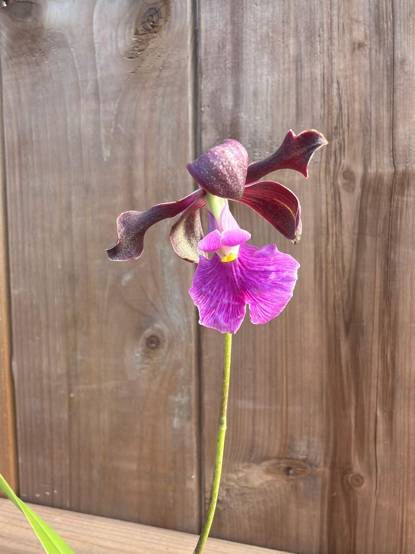 3" Encyclia Rioclarense