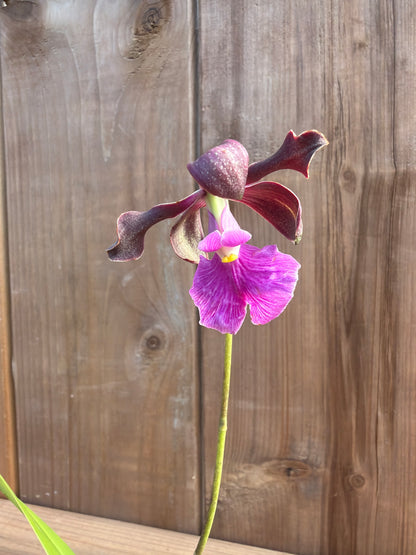 3" Encyclia Rioclarense