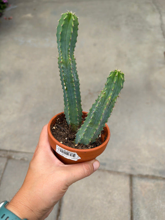 3" Myrtillocactus geometrizans