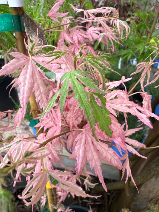 Japanese Maple ‘Taylor'