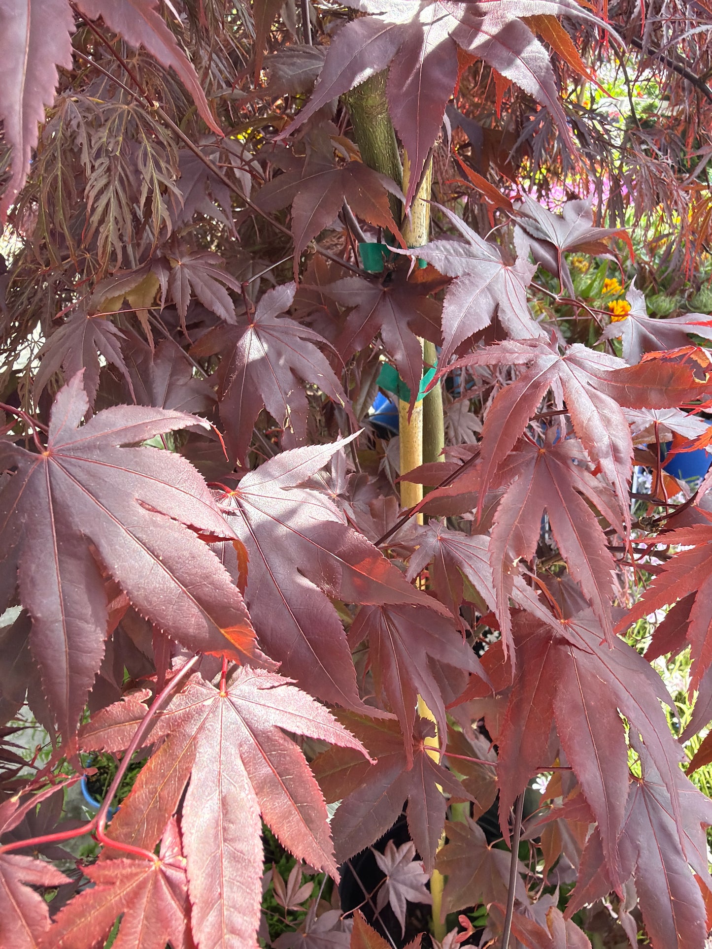 Japanese Maple Bloodgood 8' spade dug